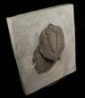 Double Arctinurus From Caleb's Quarry - Museum Piece #5052-2